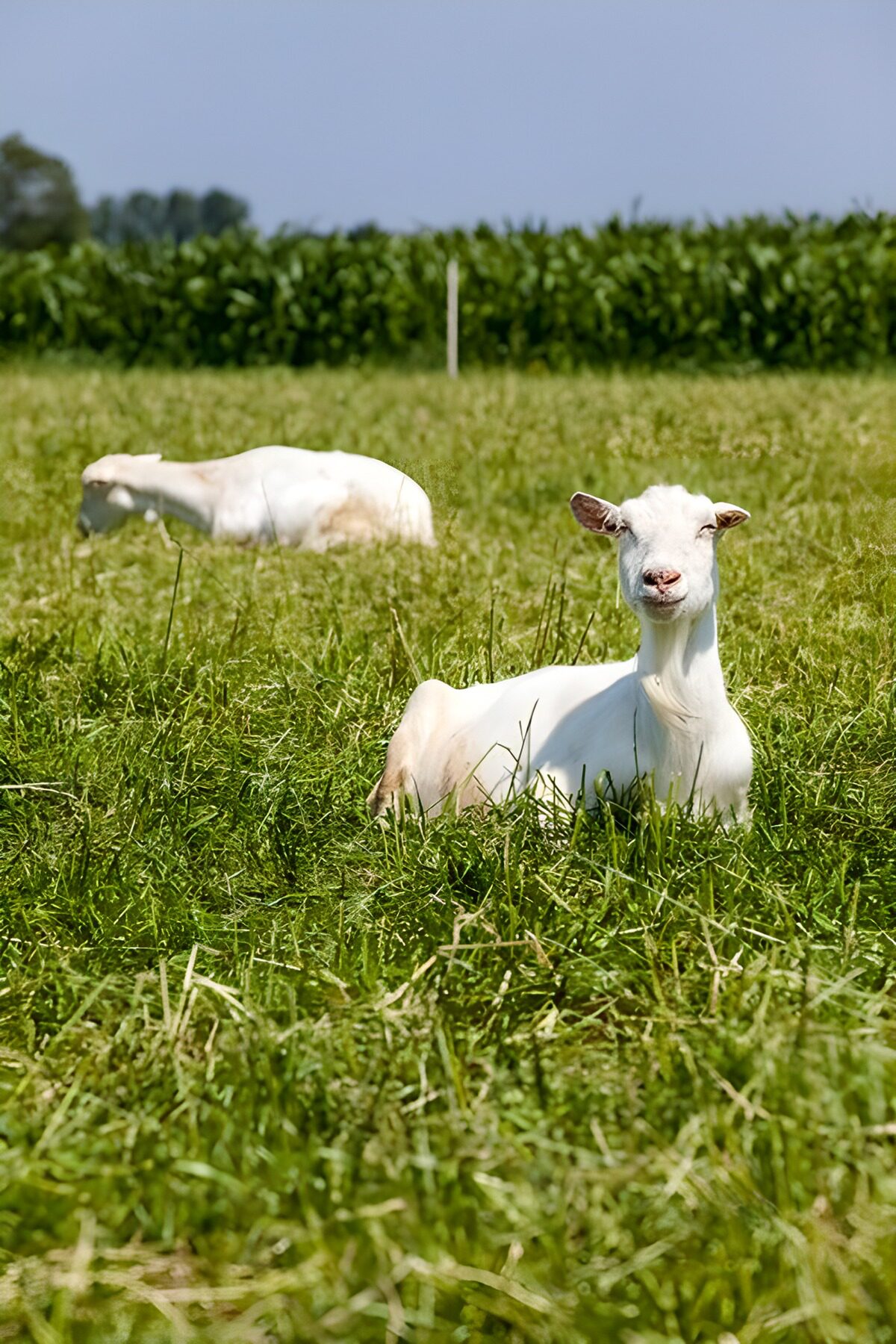 Dos cabras blancas descansan en la pradera