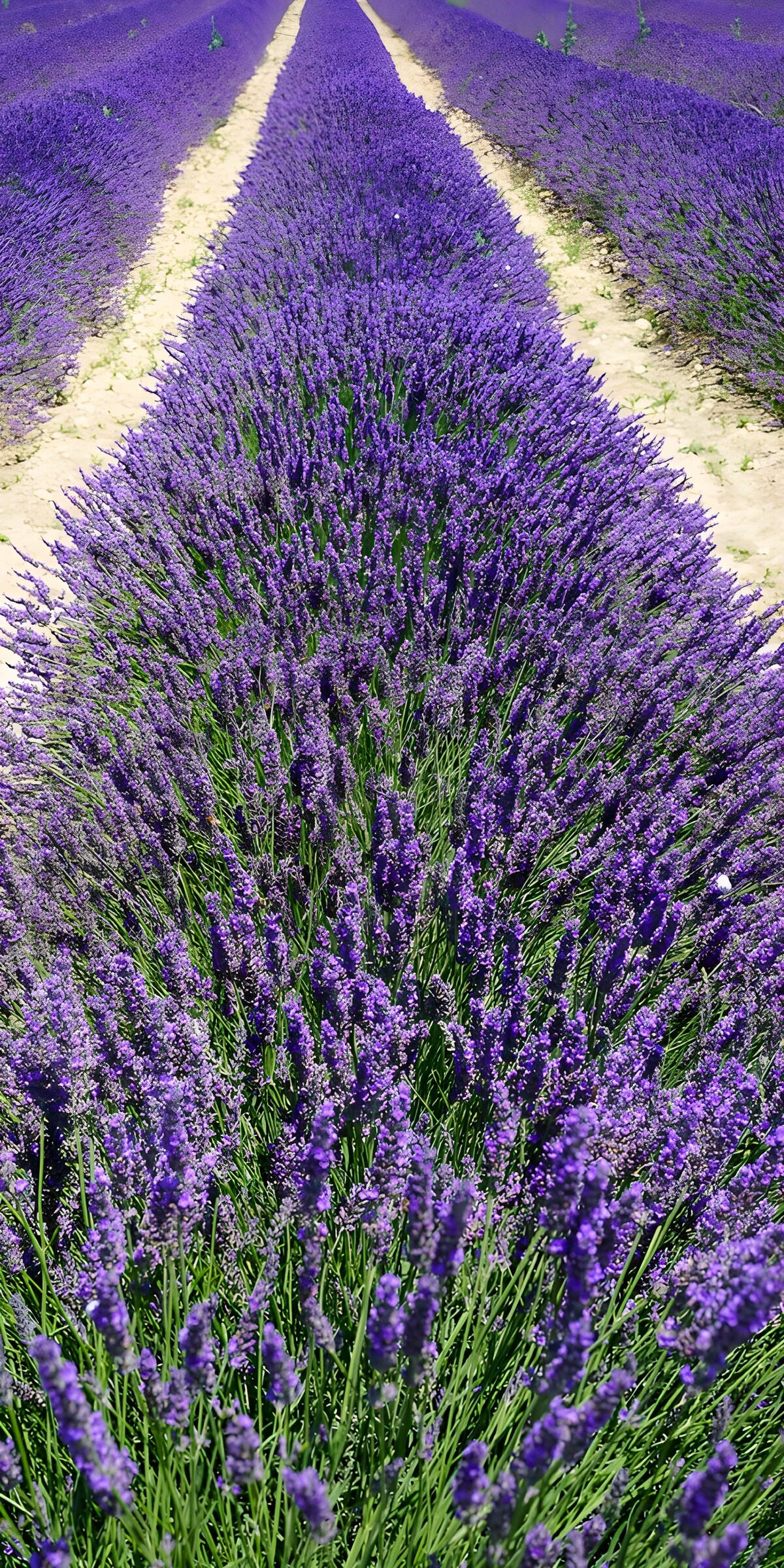 TPES79747: Hileras de lavanda en plena floración