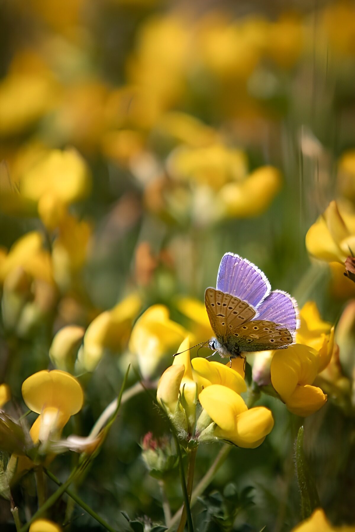 Mariposa azul sobre flores amarillas