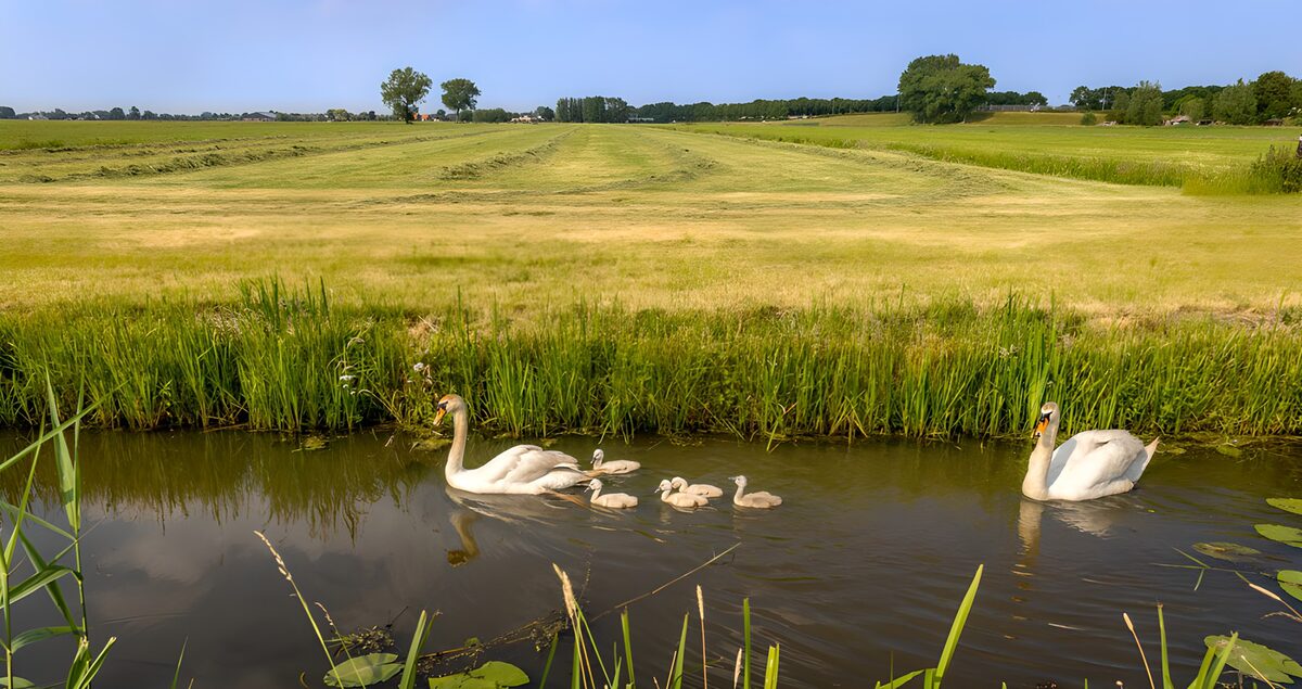 TPES90819: Familia de cisnes en un canal de verano