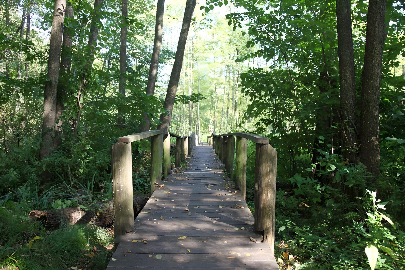 TPES59184: Puente de madera entre árboles