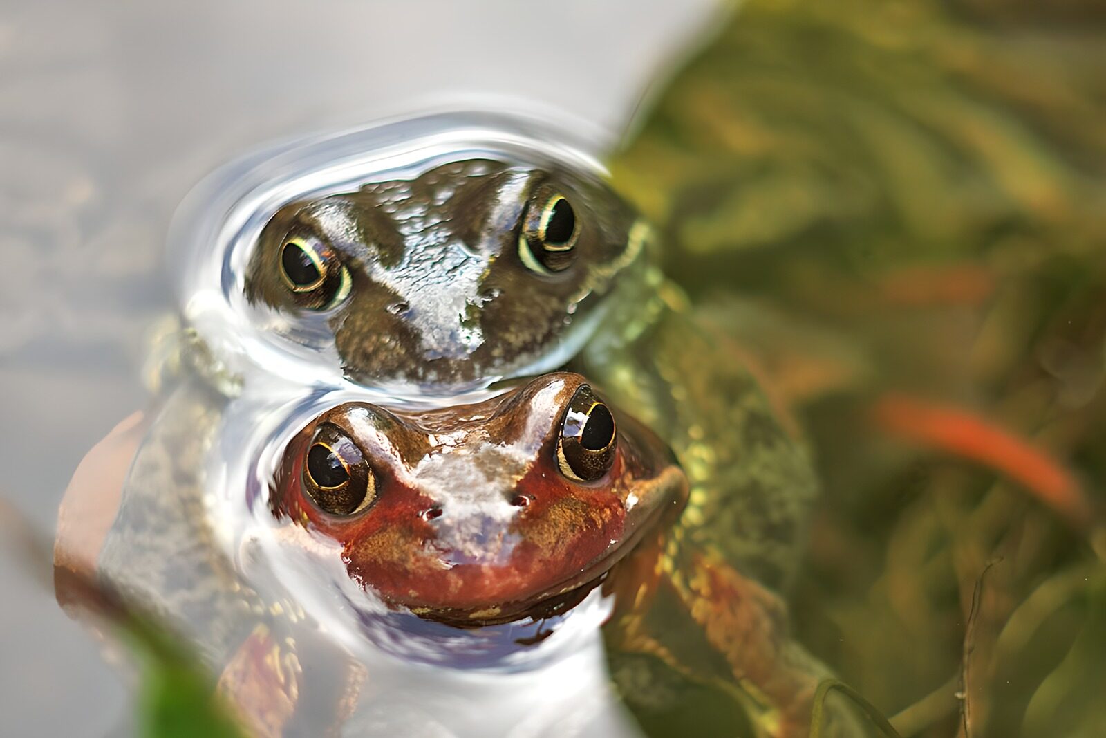 TPES27190: Dos ranas semisumergidas en el agua