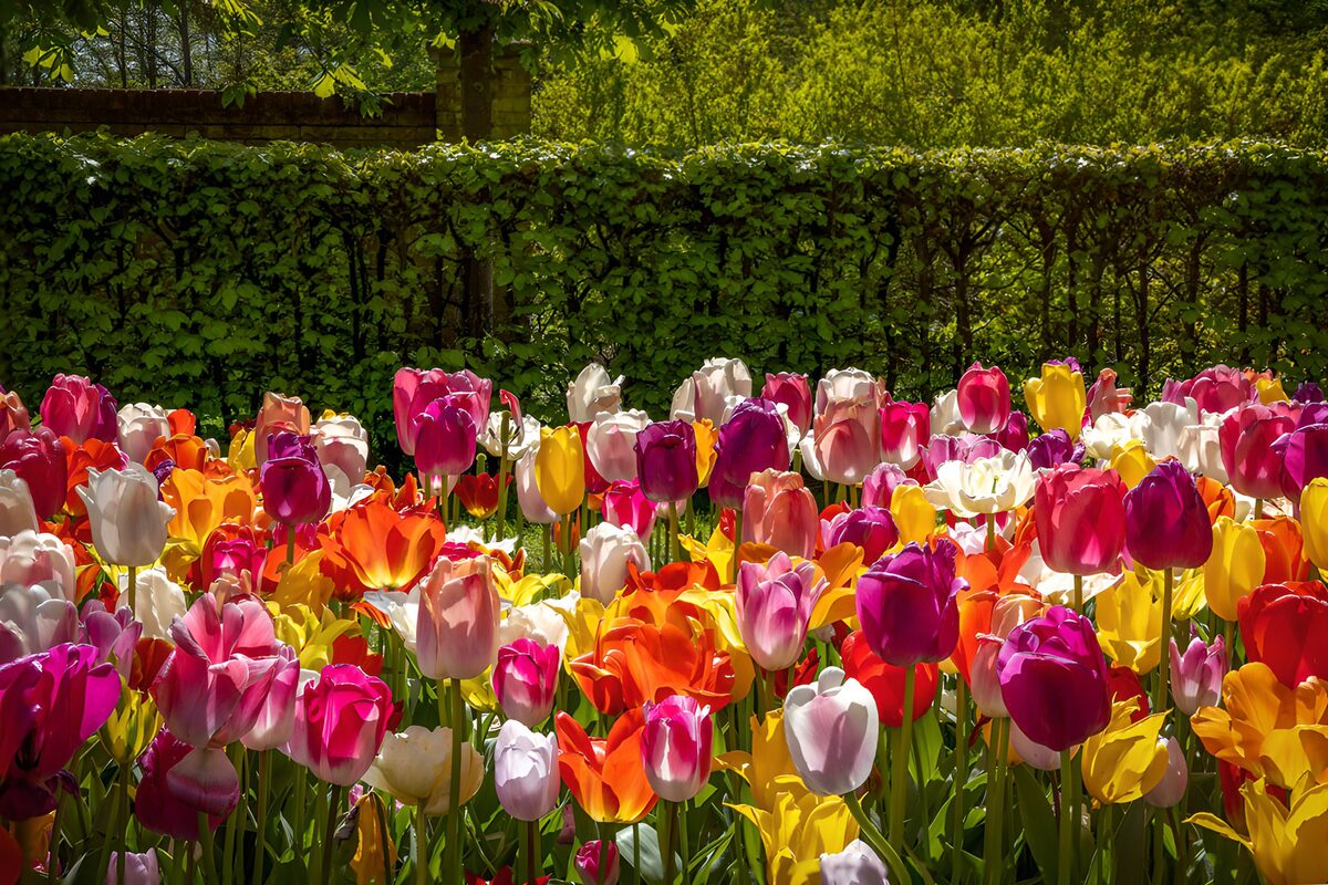 Tulipanes multicolores al sol