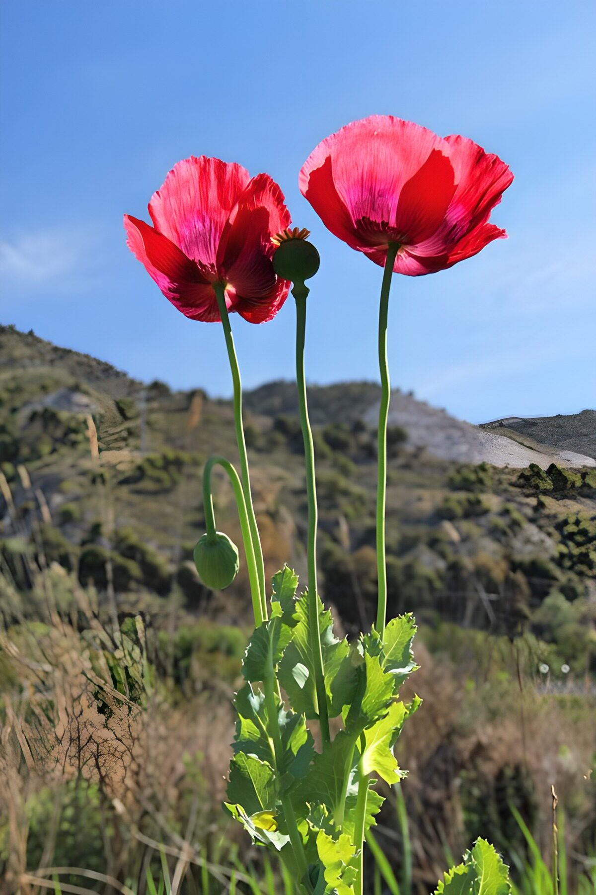 Dos amapolas rojas bajo el cielo azul