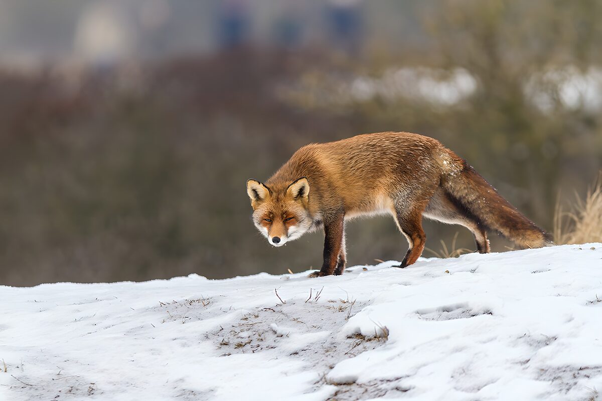 Zorro rojo atento sobre la nieve