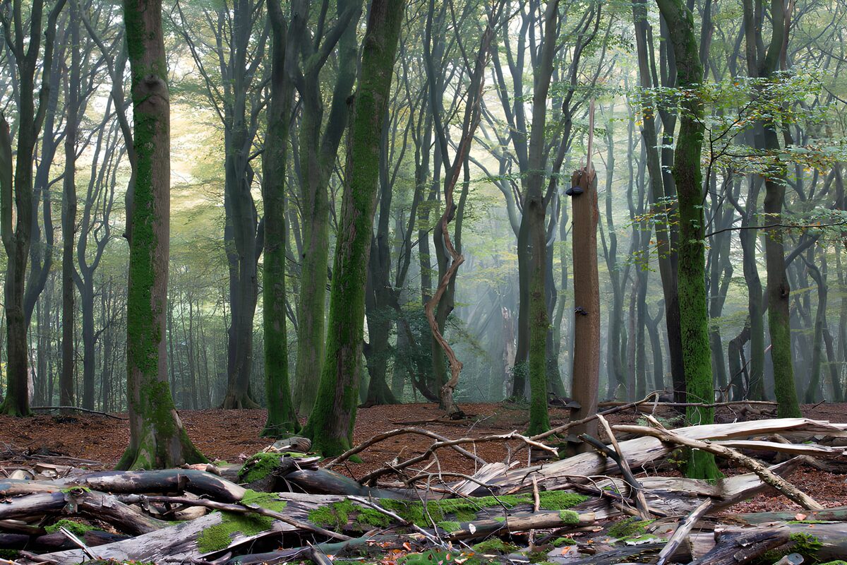 Bosque con troncos caídos entre la bruma