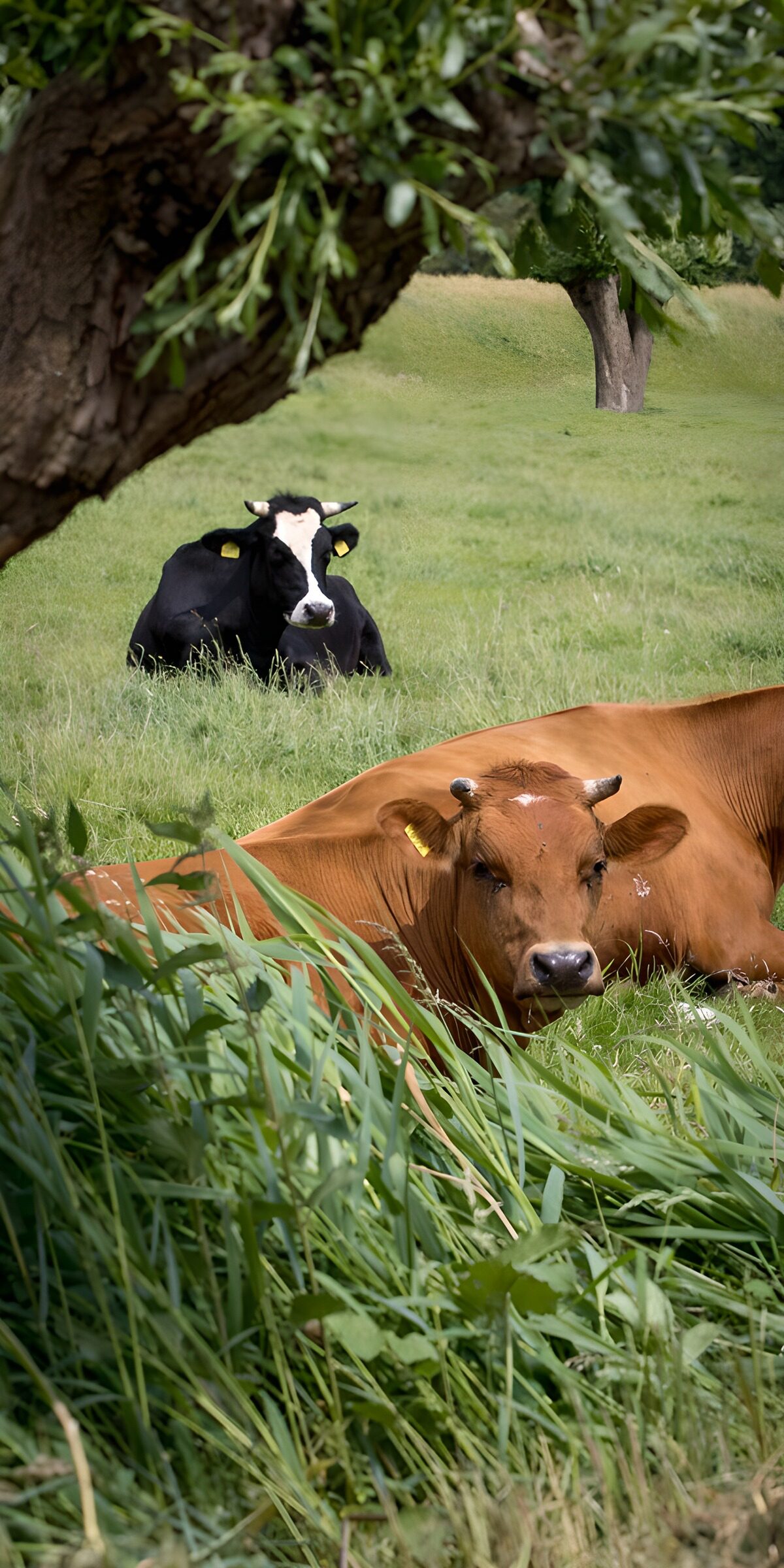 TPES23035: Dos vacas descansando bajo los árboles