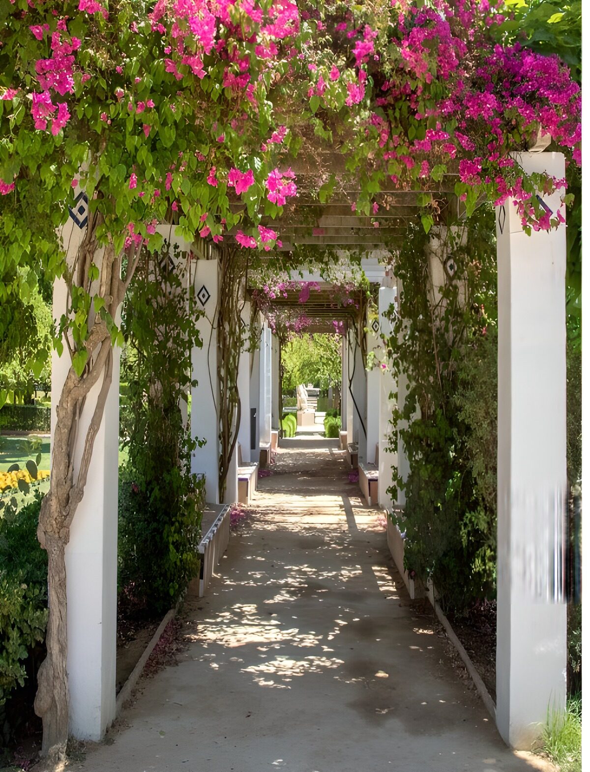 Pérgola blanca a la sombra de buganvillas
