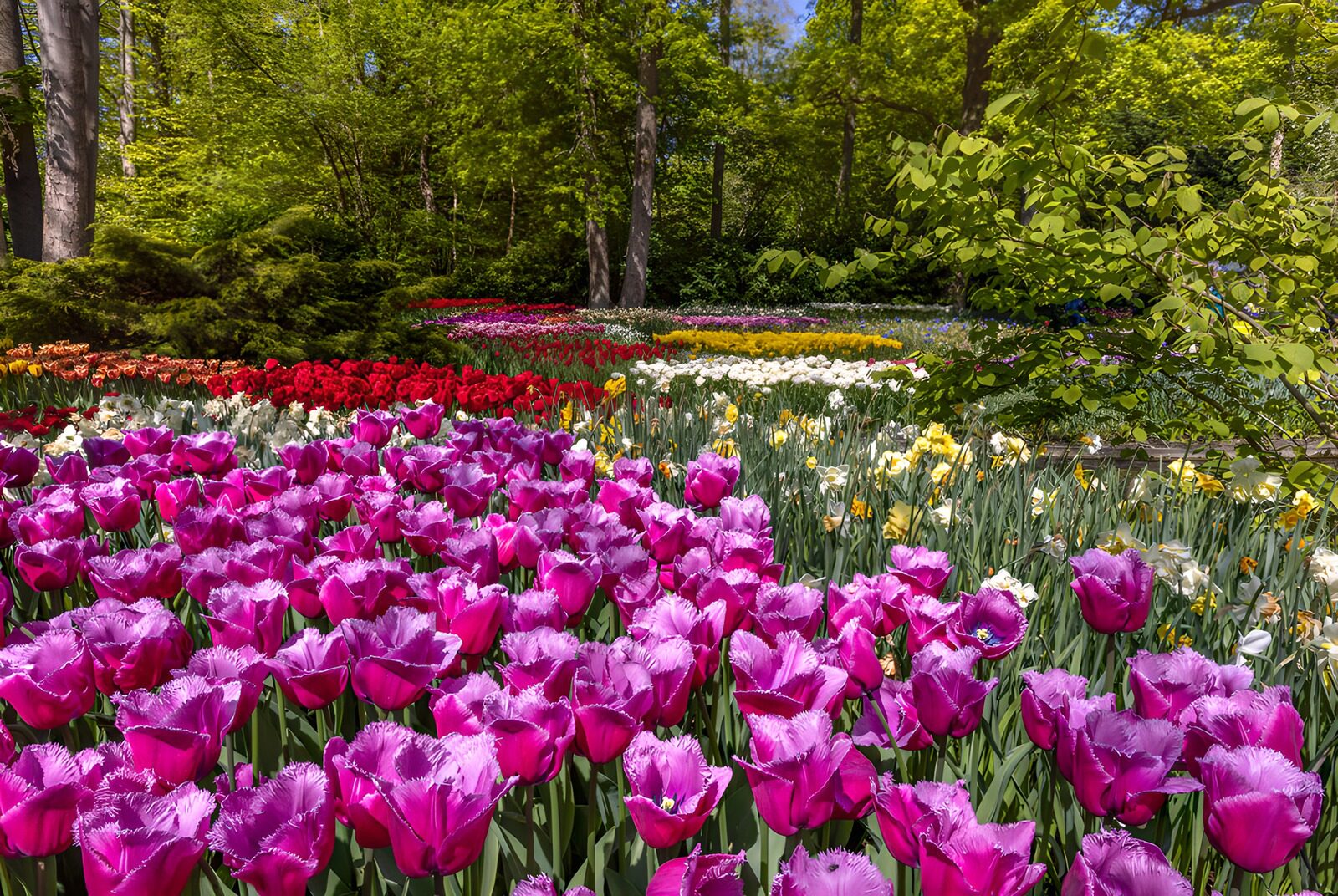 TPES43417: Tulipanes y narcisos al sol
