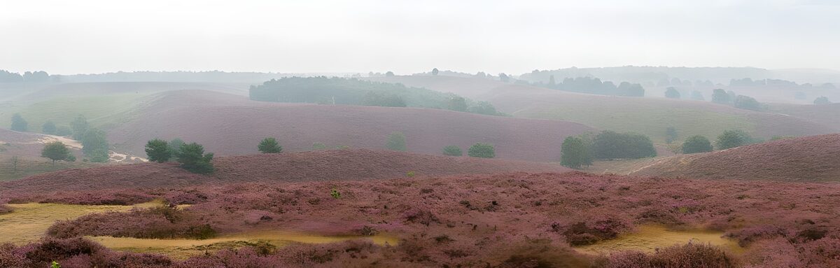 TPES24797: Colinas de brezo bajo un cielo gris