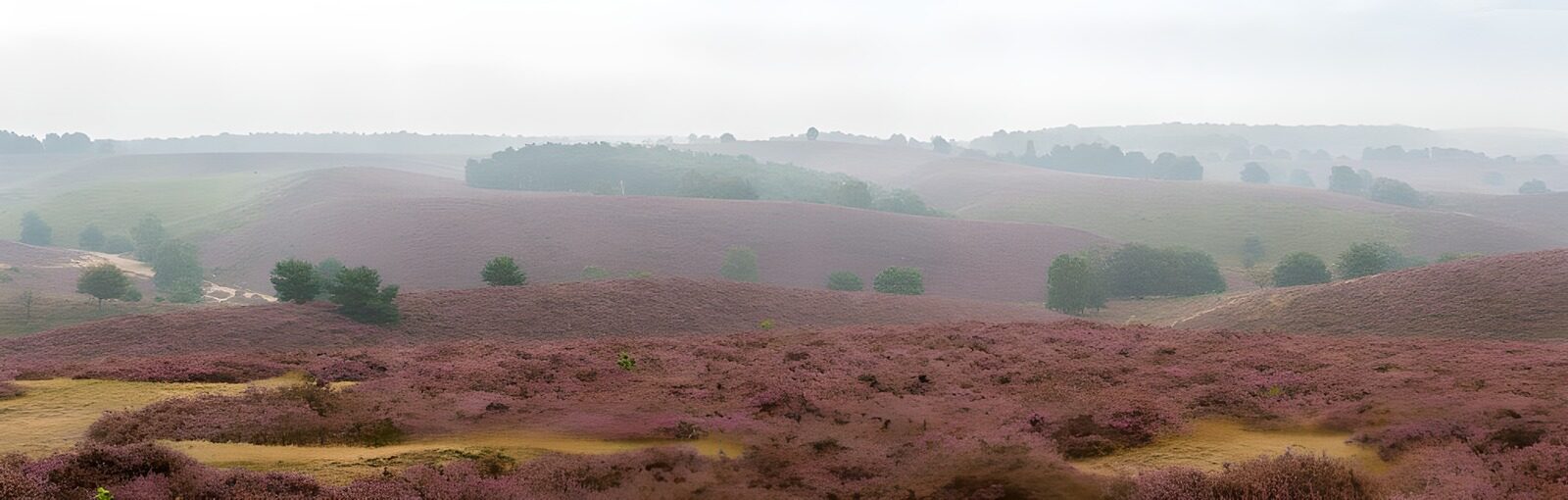 TPES24797: Colinas de brezo bajo un cielo gris