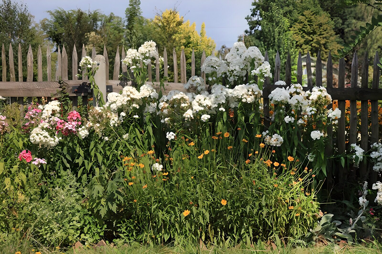 TPES58805: Un verano entre flores blancas