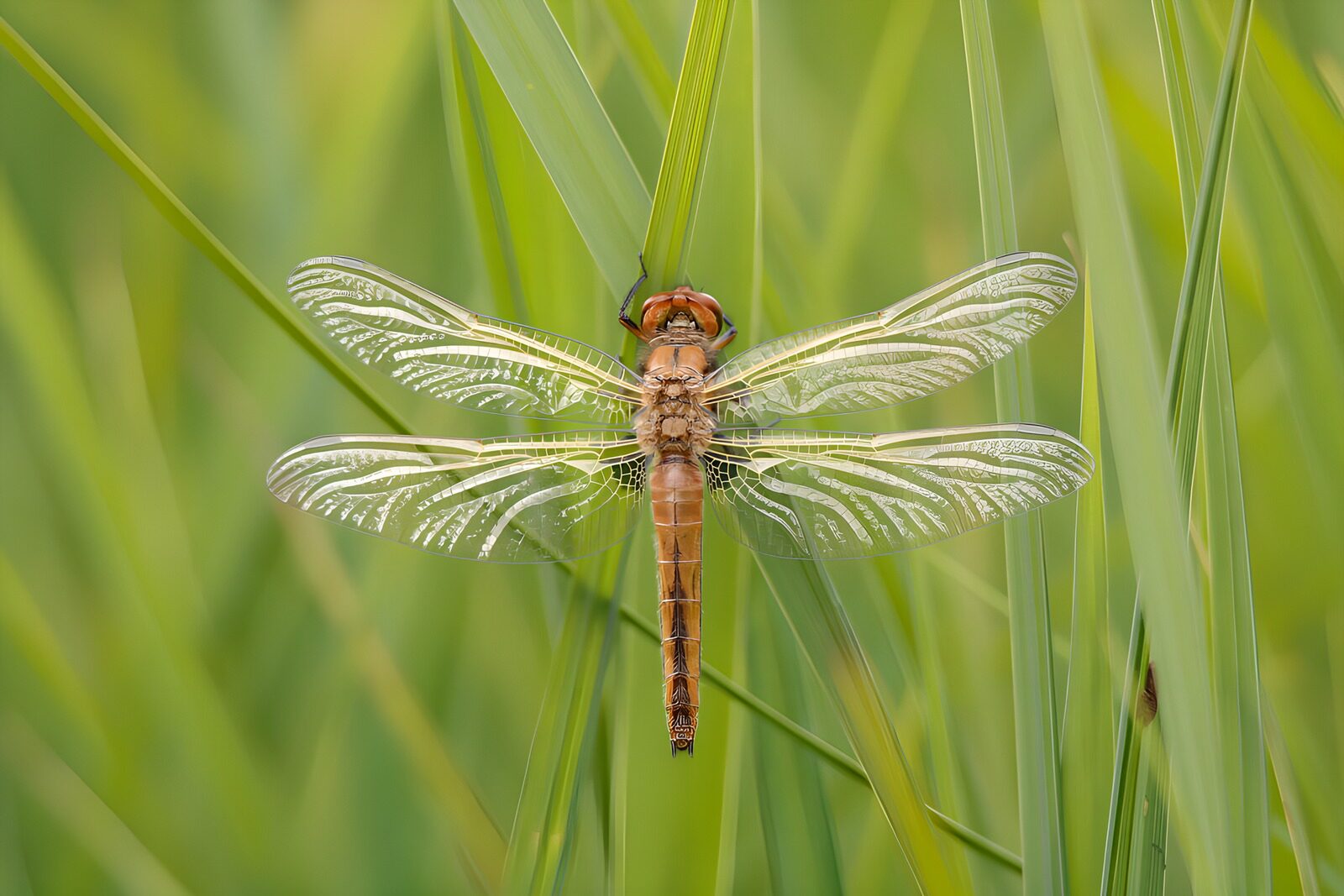 TPES71281: Libélula marrón en un remanso verde