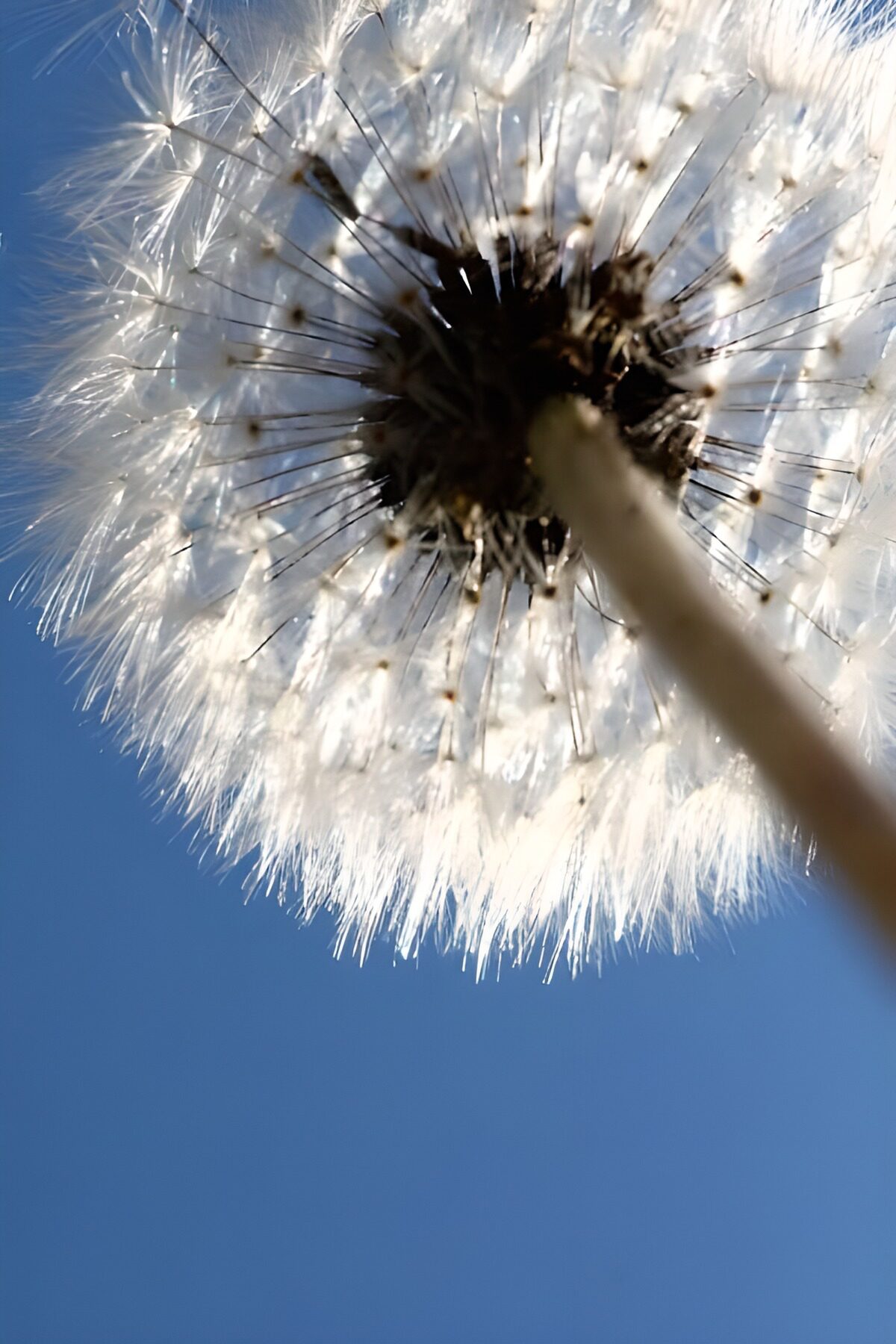 Diente de león, encaje en el cielo