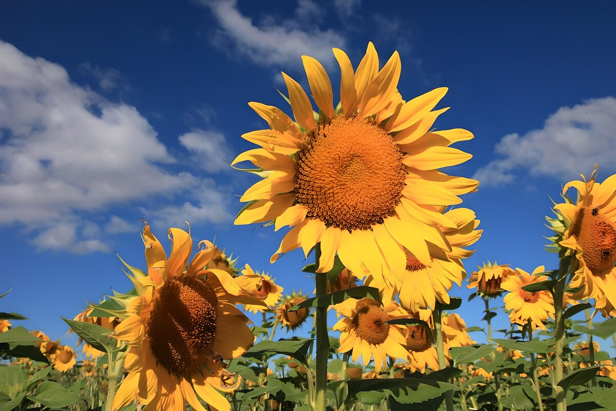 Entre girasoles, el cielo sabe a verano