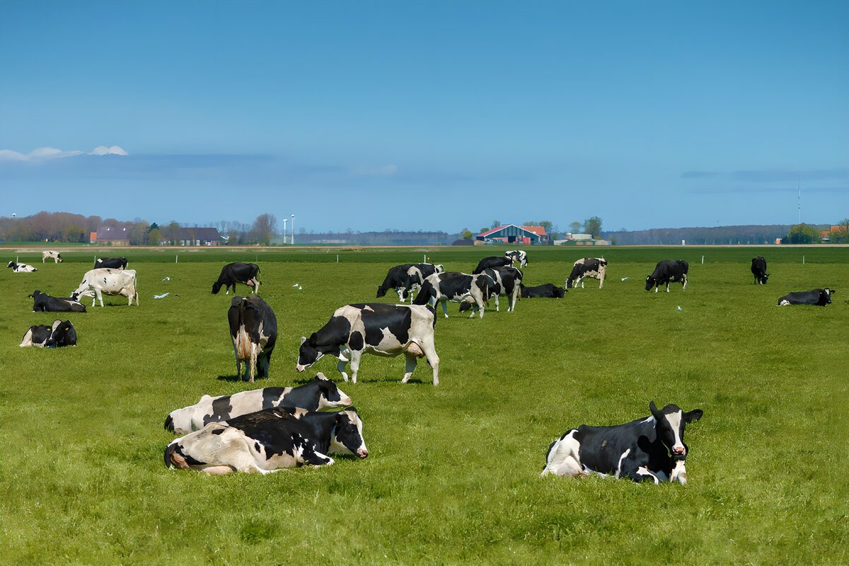 Vacas blancas y negras en la pradera