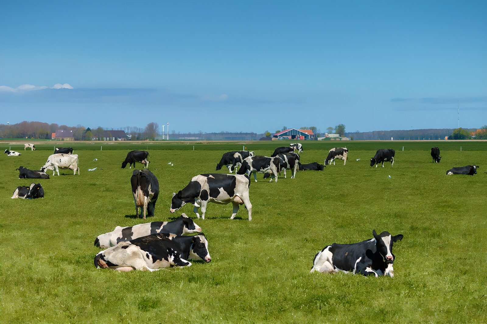 TPES12505: Vacas blancas y negras en la pradera
