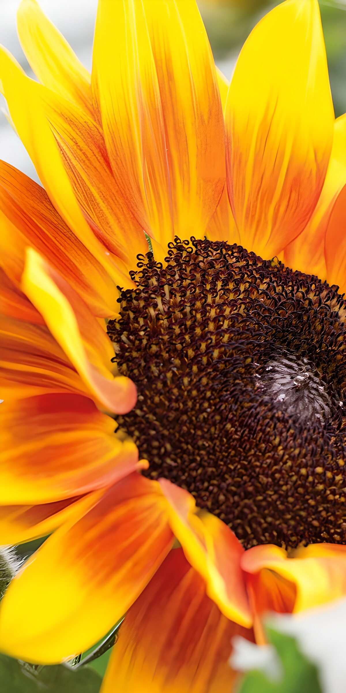 TPES48275: Girasol amarillo y rojizo a plena luz