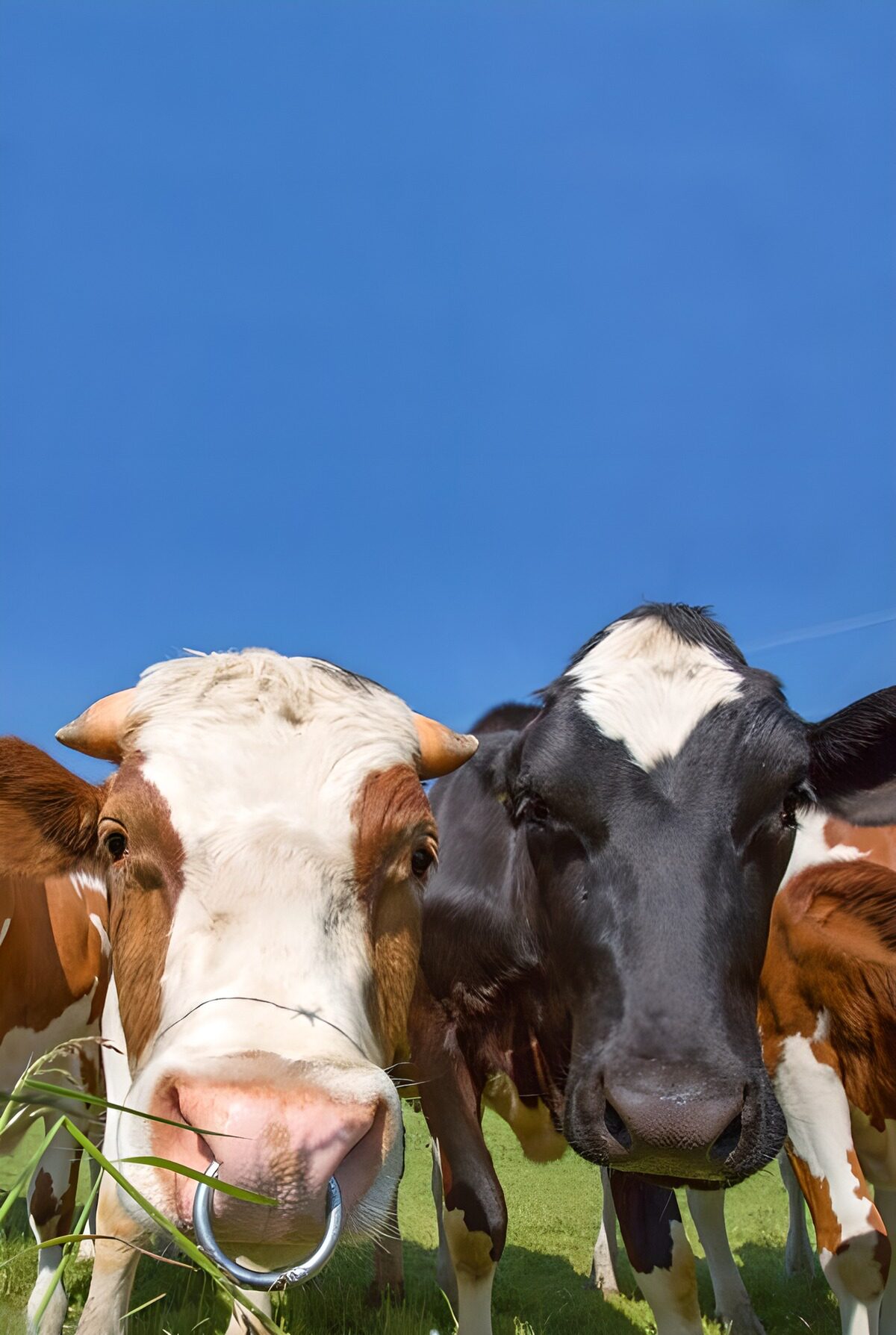 Vacas de cerca bajo el cielo azul