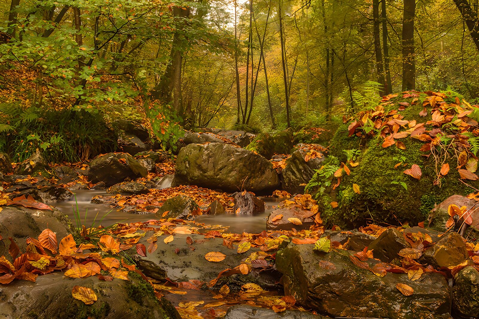 TPES14103: Arroyo de otoño entre rocas y sombra