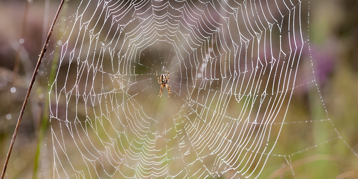 Araña en su telaraña cubierta de rocío