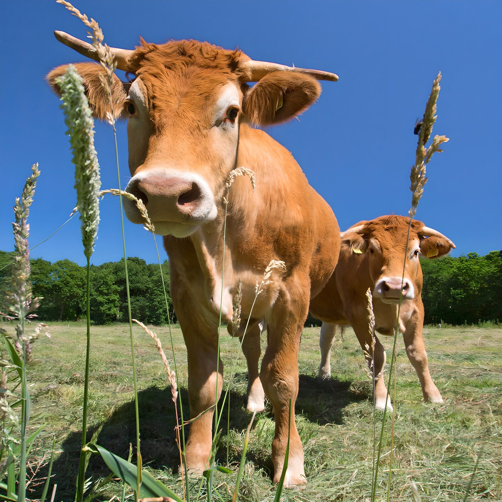TPES43422: Dos vacas pardas al sol en la pradera