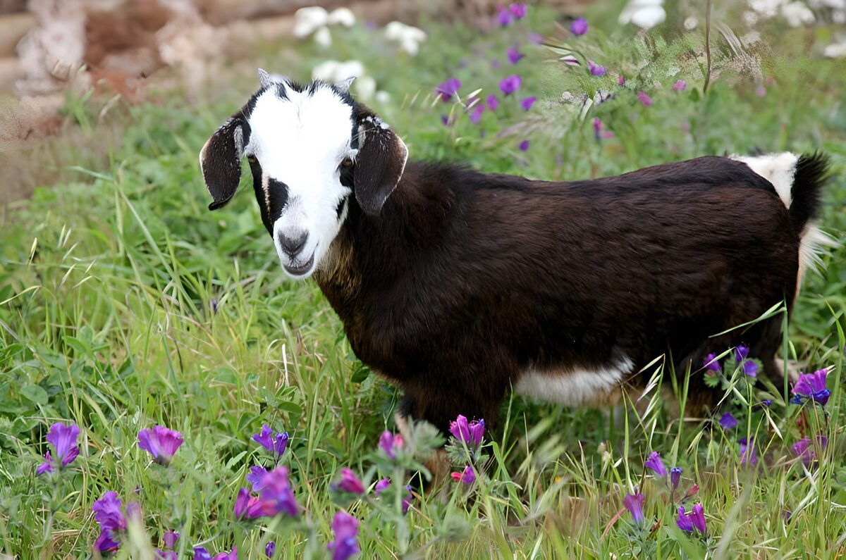 Cabra blanca y negra entre flores