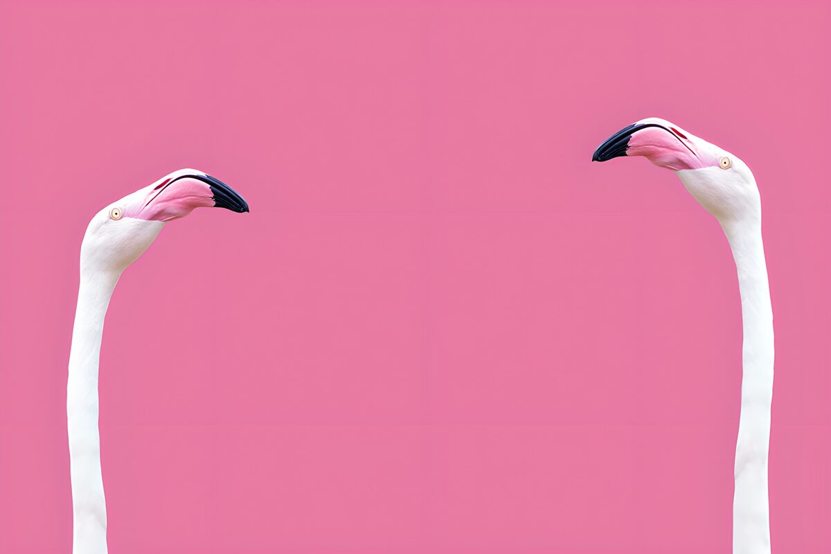 Dos flamencos sobre un fondo rosa