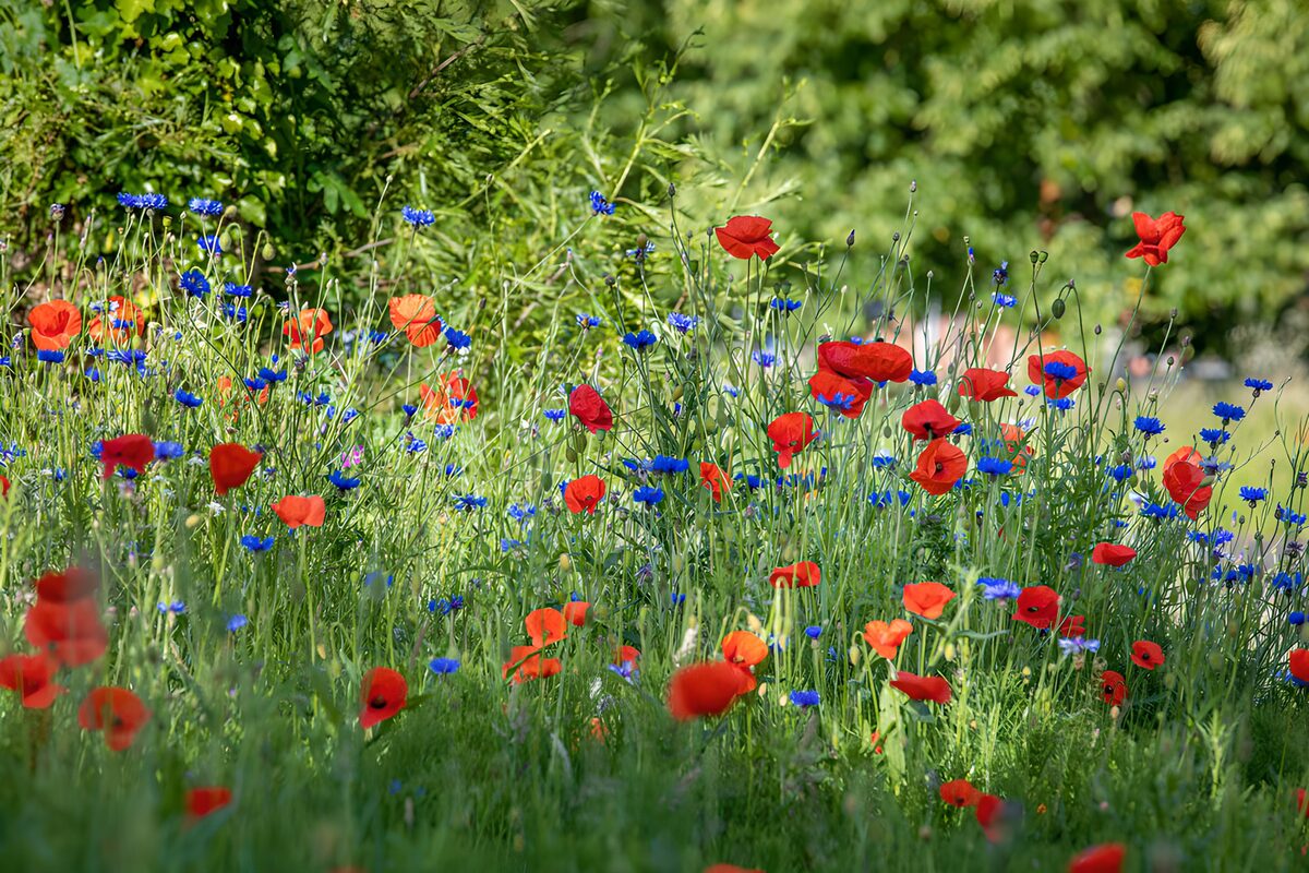 El verano entre amapolas y acianos