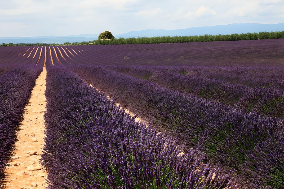 Hileras de lavanda hasta el horizonte