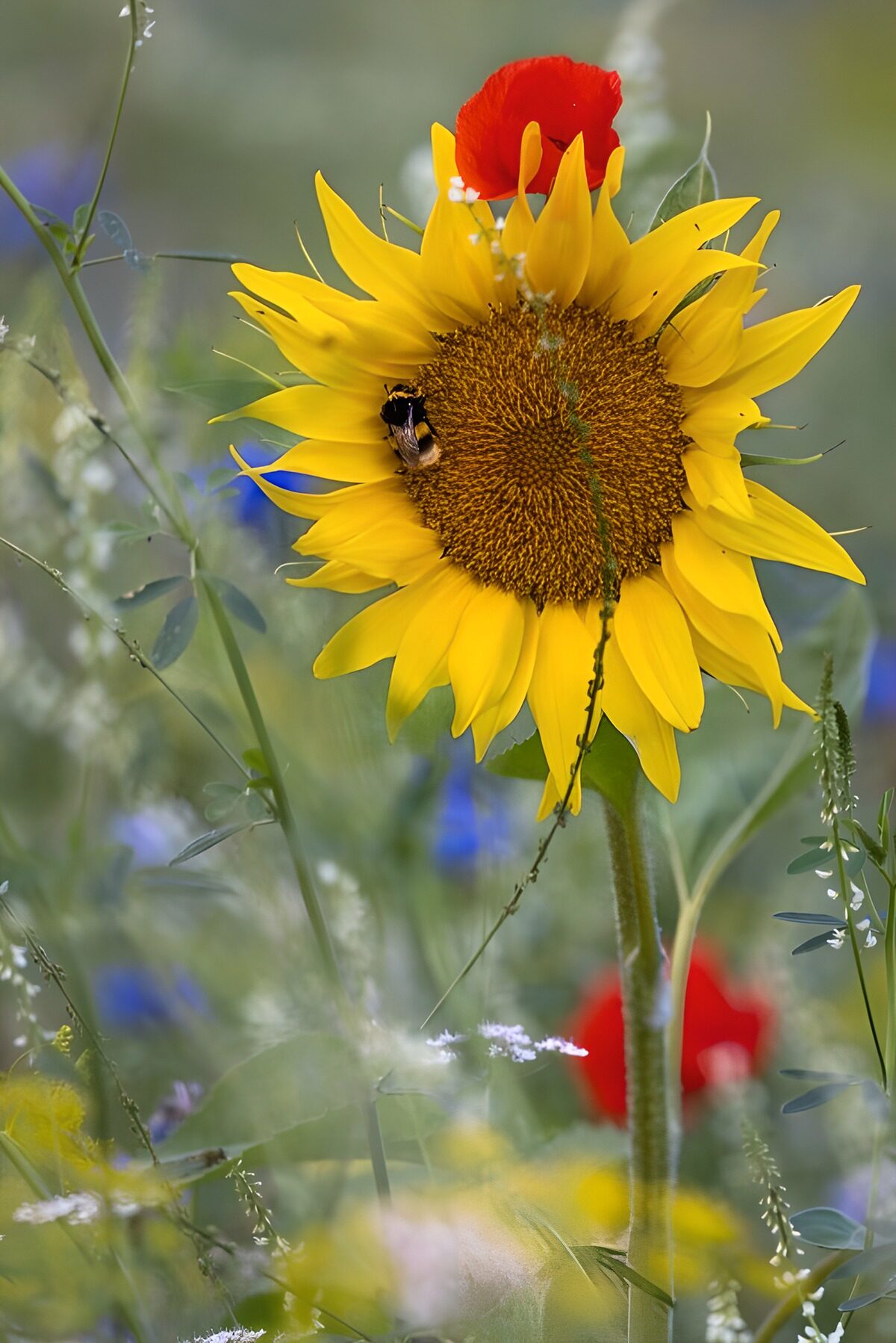 TPES11933: Girasol con abejorro y amapolas