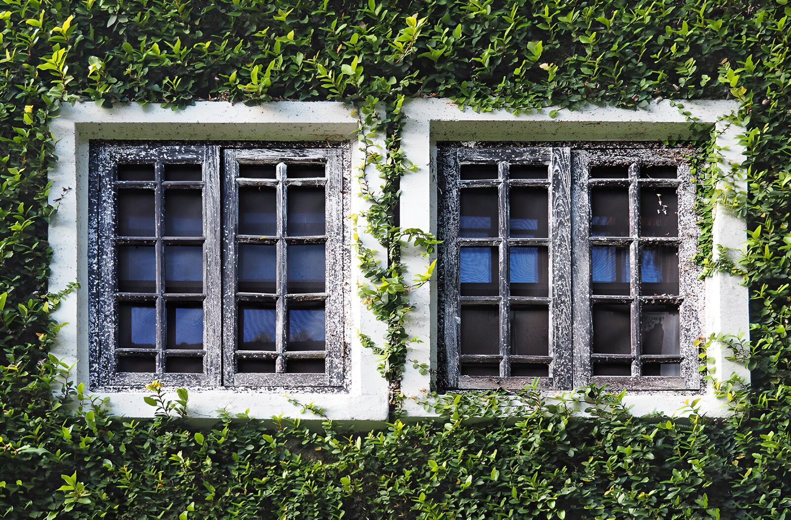 TPES42576: Dos ventanas de madera entre hojas