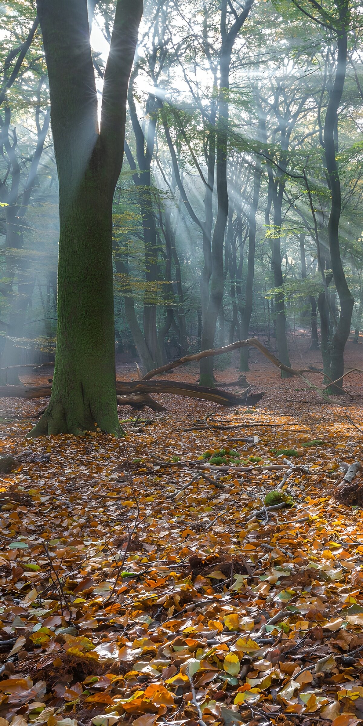 TPES35341: Bosque otoñal con sol y niebla