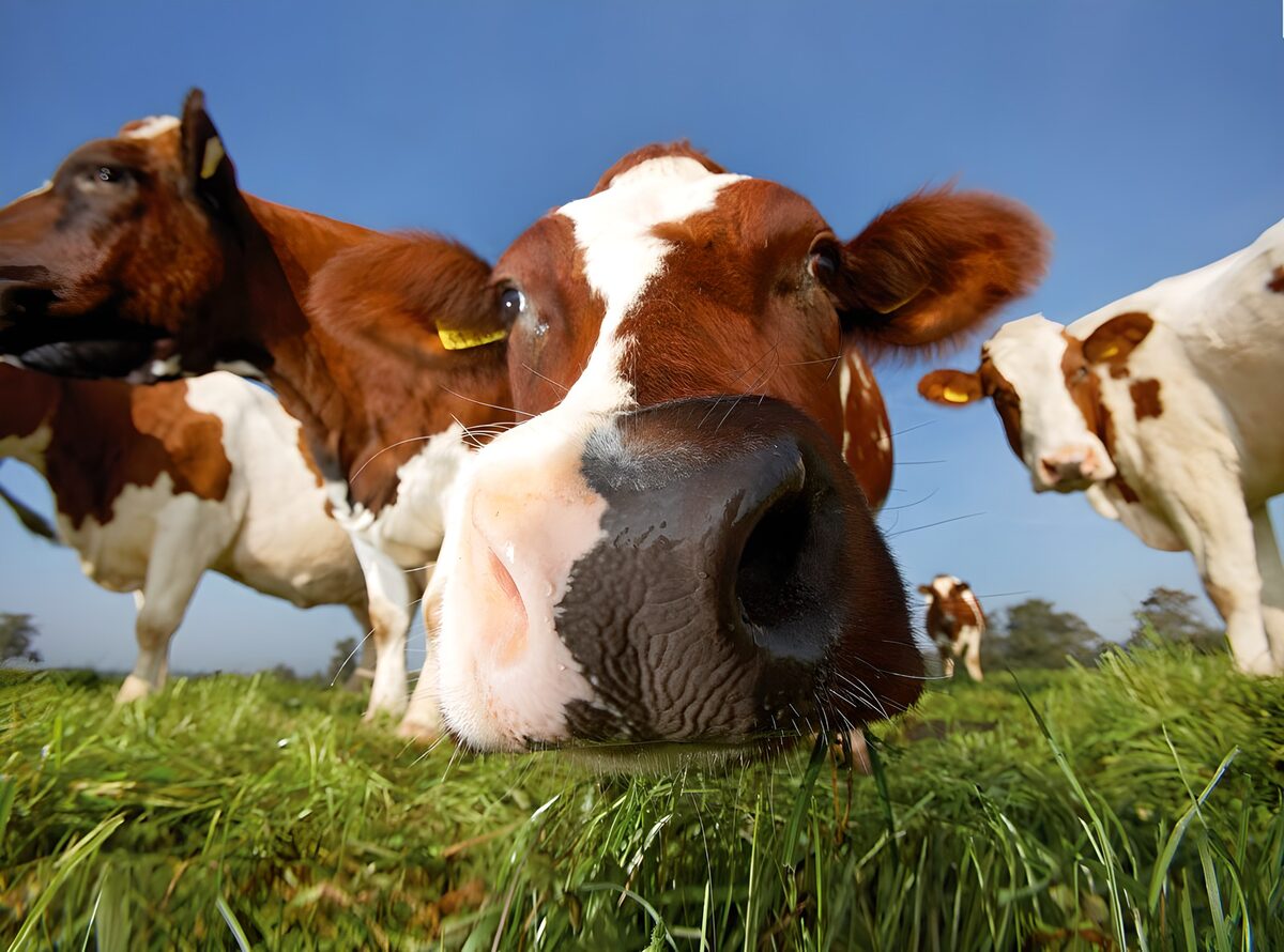 Vacas al sol en primer plano