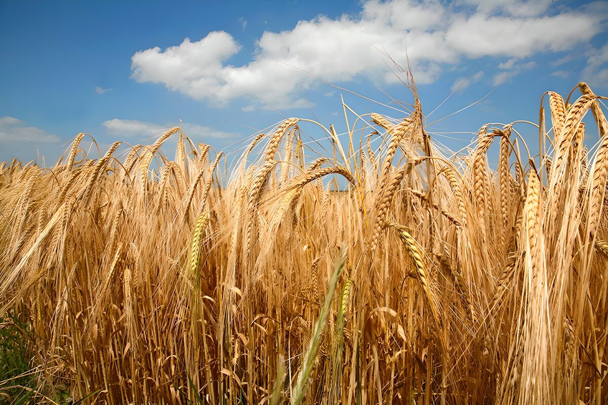 Campo de cereal dorado bajo el cielo azul