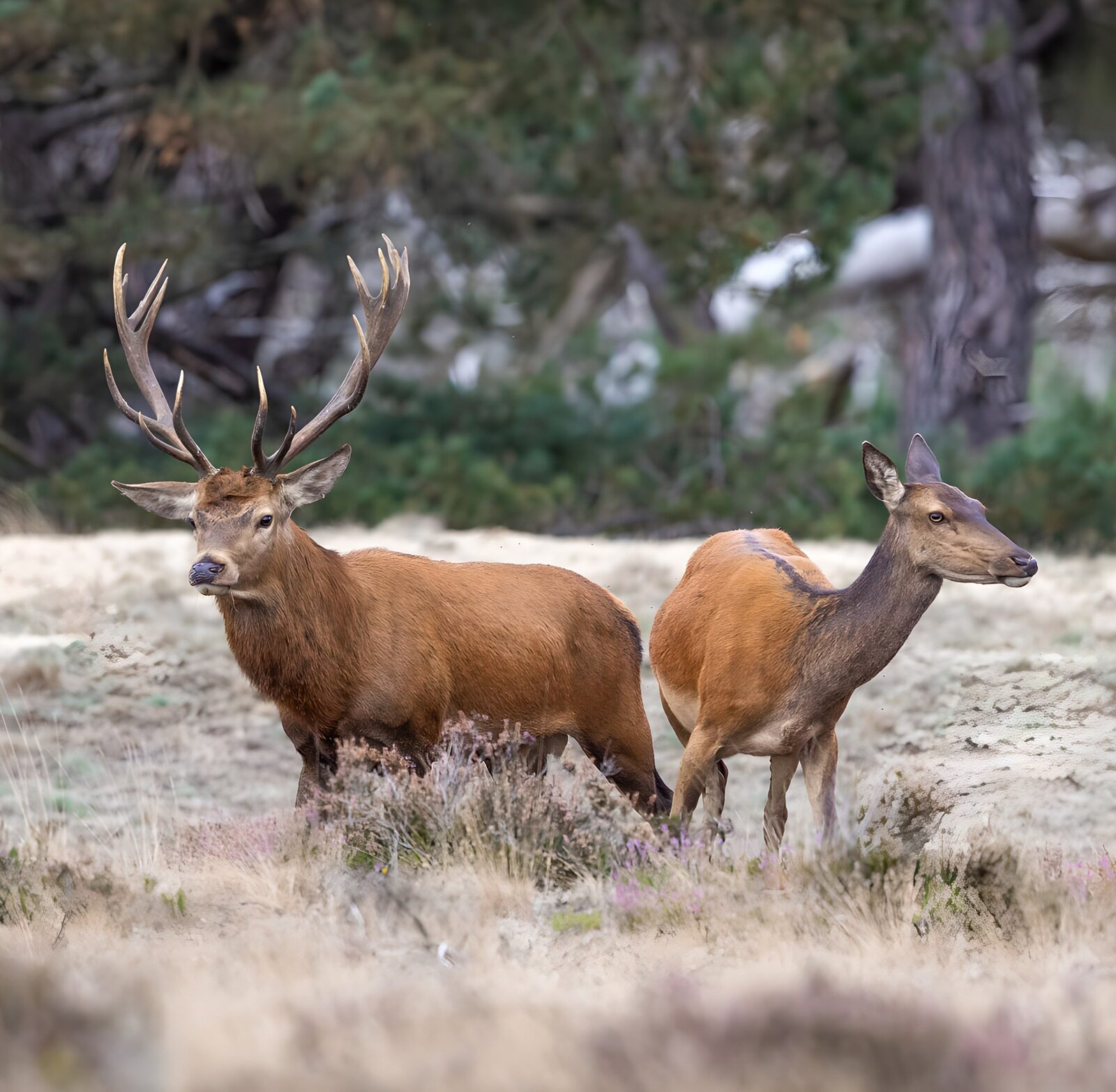 TPES76685: Ciervo y cierva, atentos en el bosque