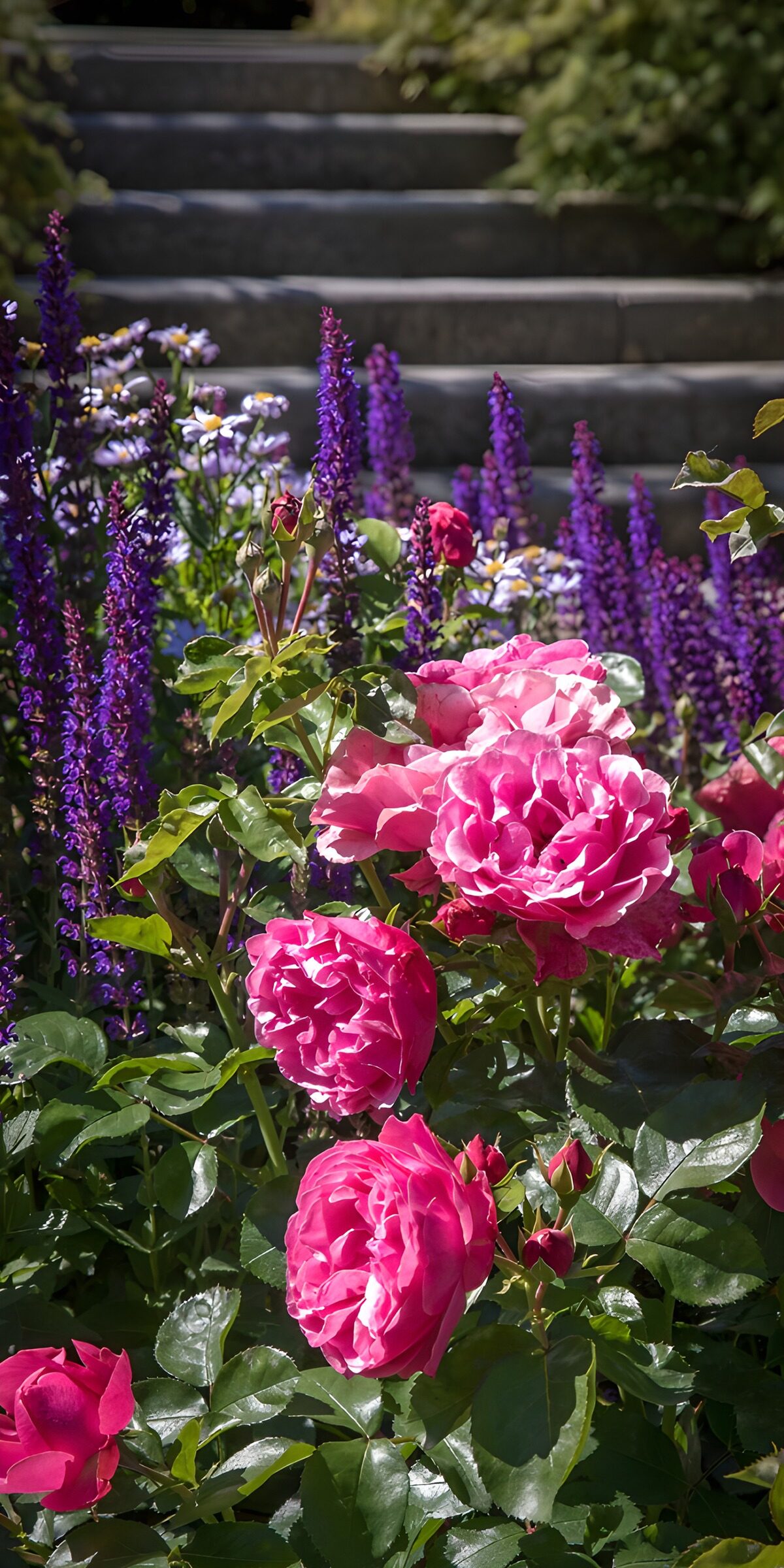 TPES24585: Rosas y escalones bañados de sol