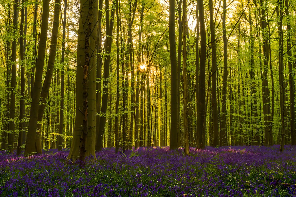 Bosque con flores moradas y luz dorada