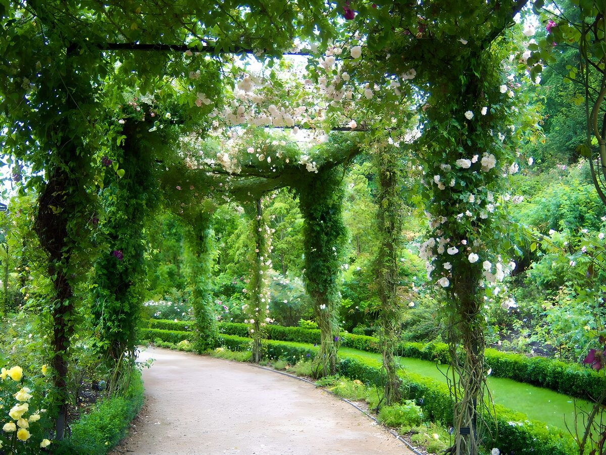 TPES89441: Sendero a la sombra de una pérgola en flor