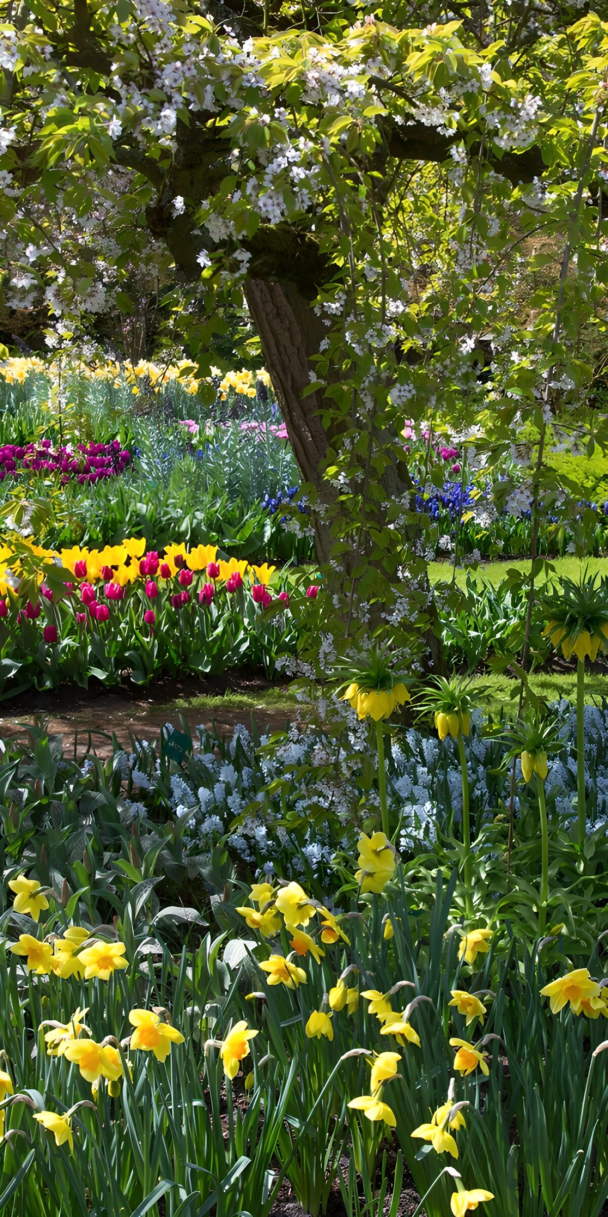 TPES61481: Narcisos y tulipanes entre sol y sombra