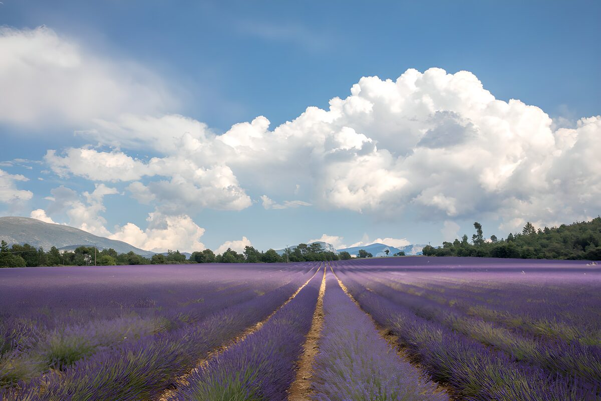 Lavanda hasta donde alcanza la calma