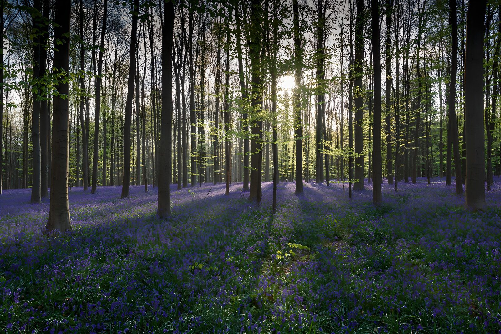 TPES82097: Campanillas azules en un bosque soleado