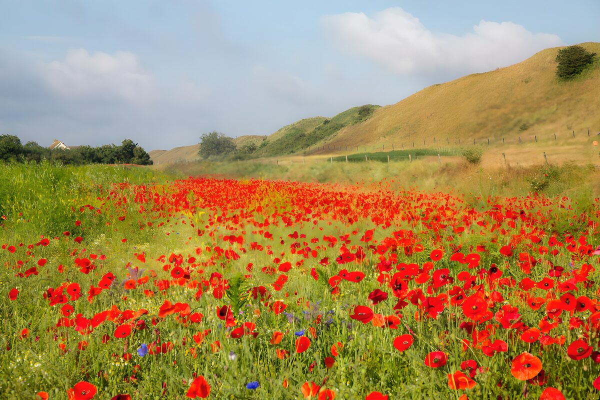 Pradera de amapolas bajo el sol