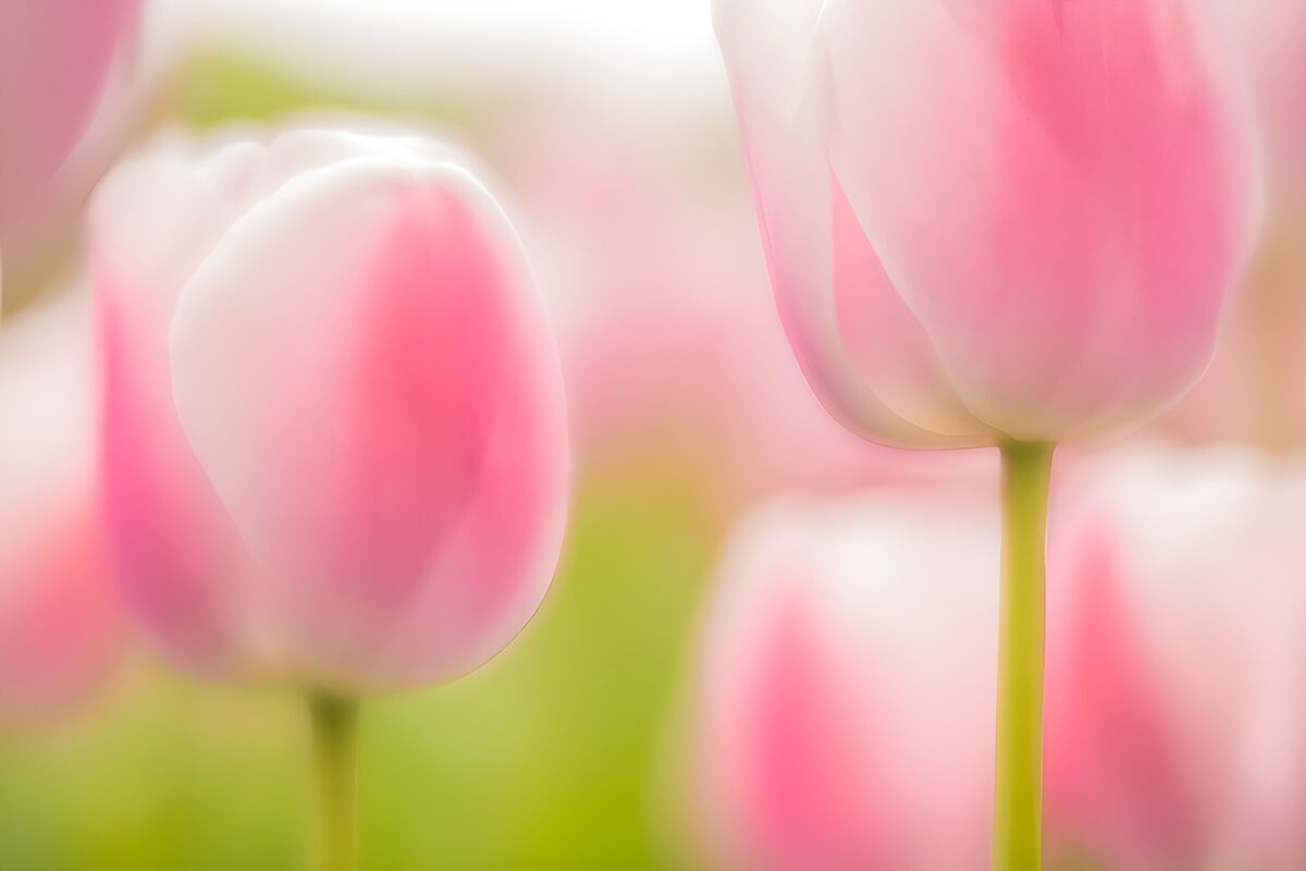 Tulipanes rosas bajo una luz suave