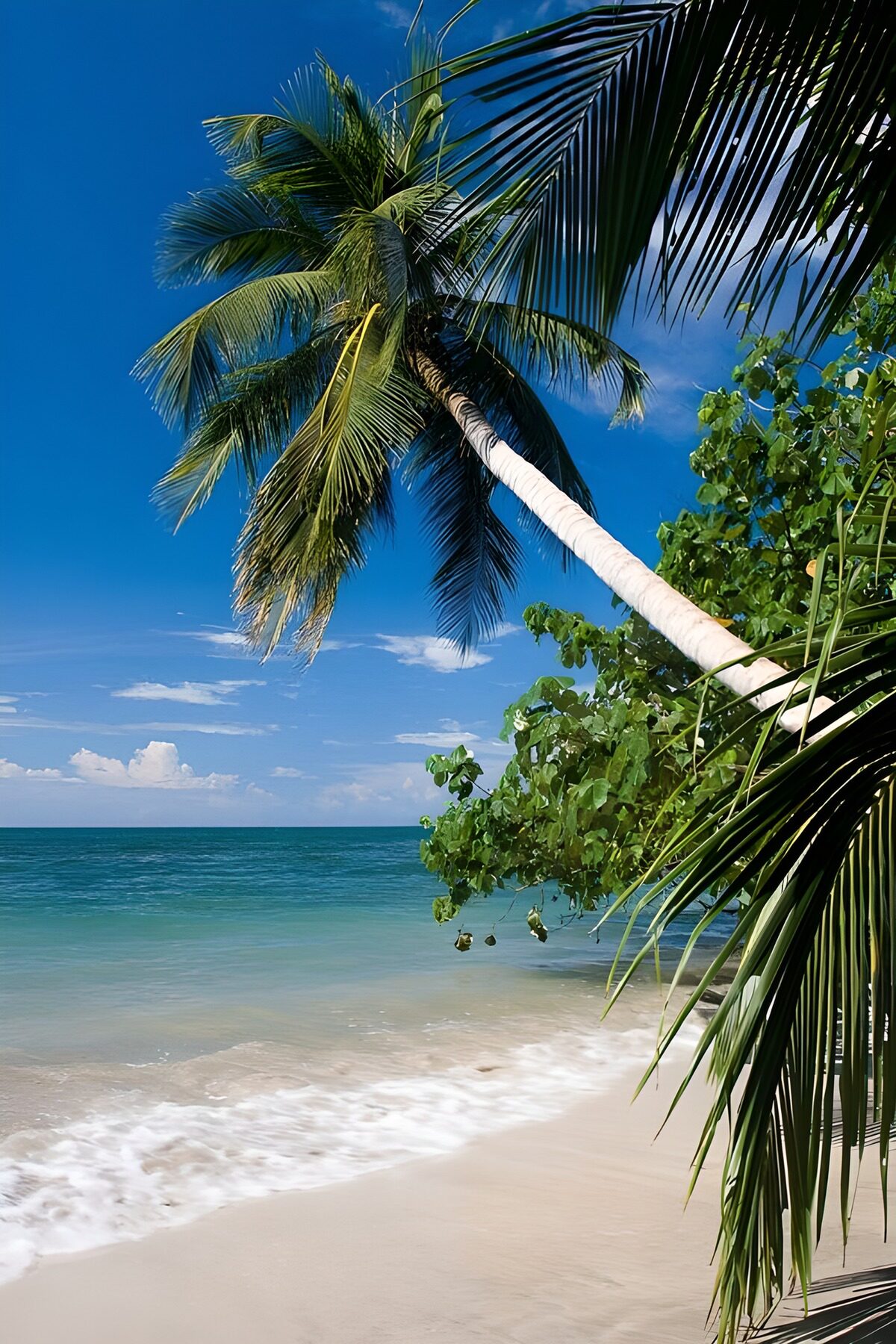 TPES36532: Una palmera entre espuma y azul