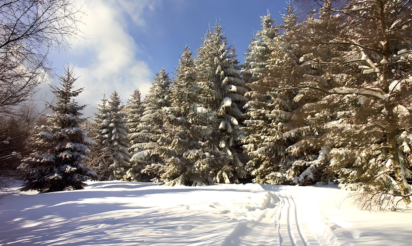 TPES74746: Claro nevado al sol junto al bosque