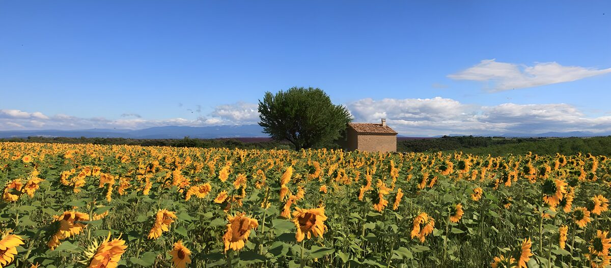 Campo de girasoles a pleno sol