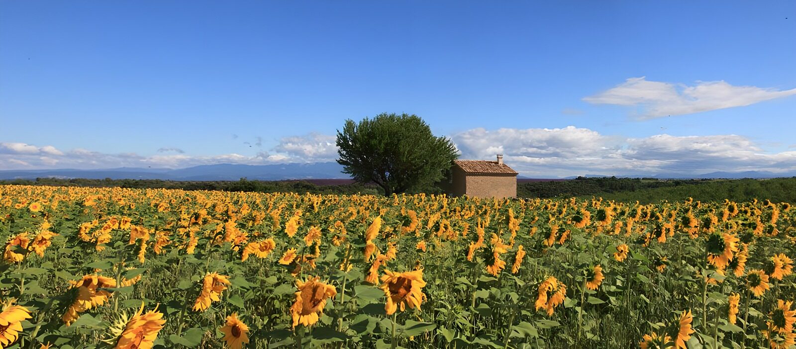 TPES98245: Campo de girasoles a pleno sol