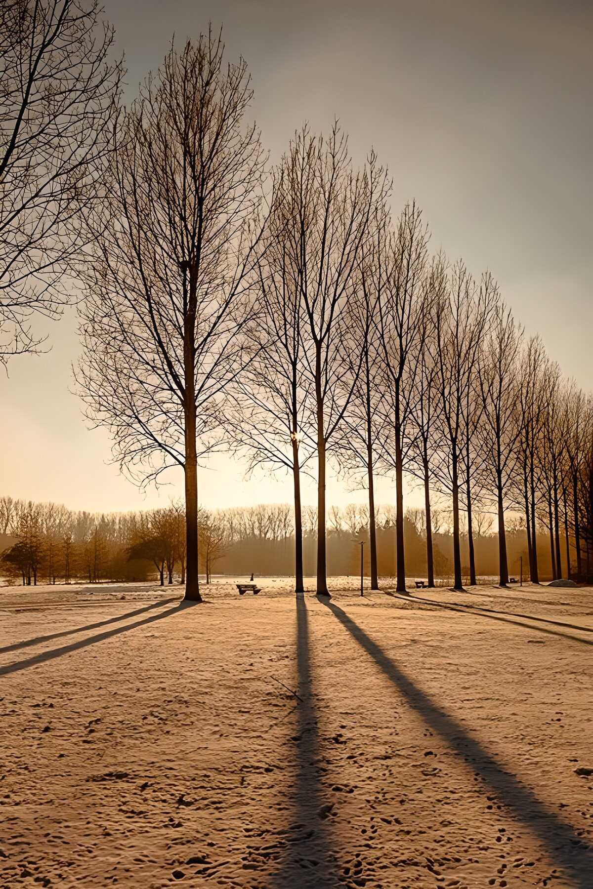 Árboles sin hojas bajo el sol de invierno