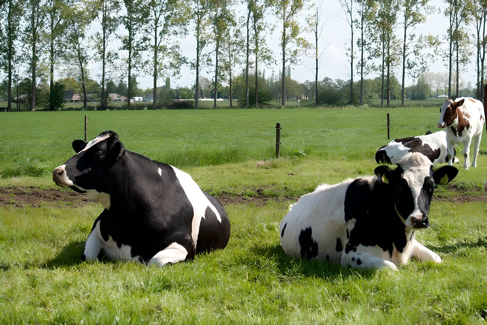 TPES44764: Vacas descansando en un prado soleado